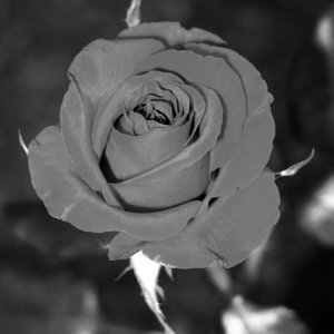 rose1.jpg