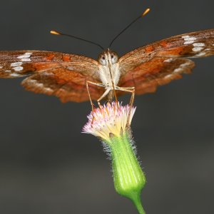 Surprised butterfly.jpg