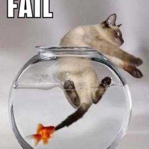 funny-picture-cat-fail.jpg