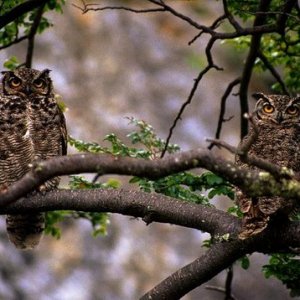 Pair of hooters.jpeg