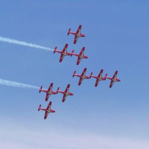 snowbird3.jpg
