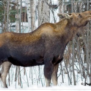 Moose030208d.jpg