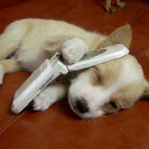 cell-phone-puppy.jpg