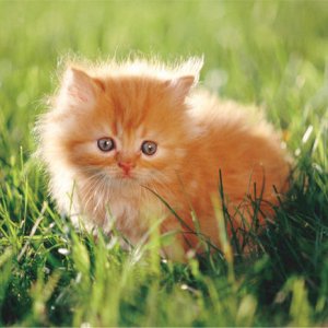 1350-30PCFLOORPUZZLE-KITTEN.jpg