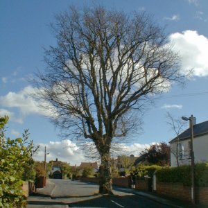Tree in road.jpg