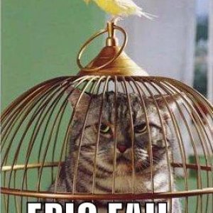 funny-pictures-bird-cat-cage.jpg
