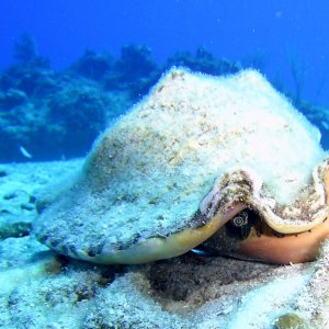 Conch.jpg