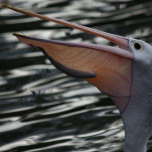 fish1.jpg