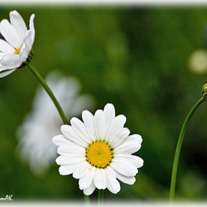 Daisies07-08.jpg