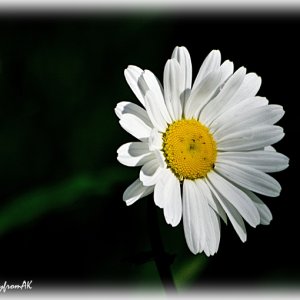 Daisy06-08.jpg