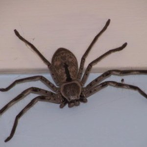 huntsmanspidey.jpg