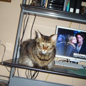 Ham on desk.jpg