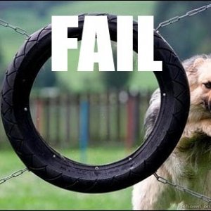 dogjumpfail.jpg