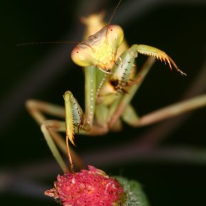 Mantis regañada.jpg
