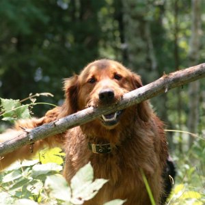 Odin The Golden .jpg