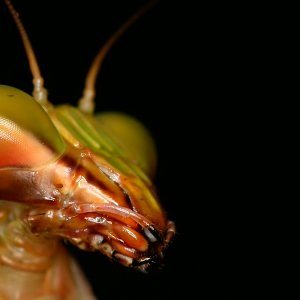 Fondo cara mantis.jpg