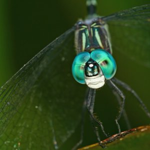 Libelula imponente.jpg