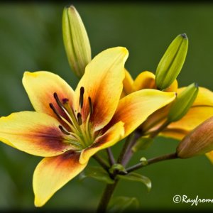 Lily081508c.jpg