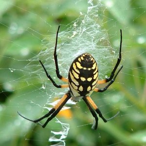 byargiope8m1.jpg