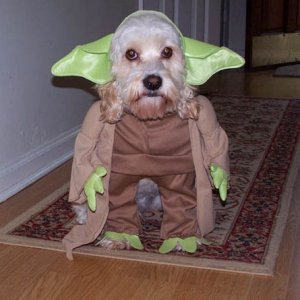 yoda20dogch4.jpg