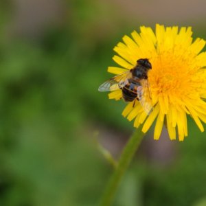small-dandilion-bee.JPG