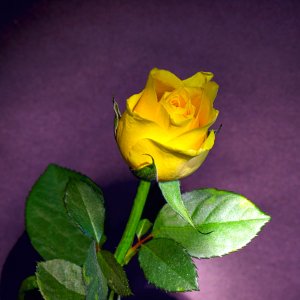 A Yellow Rose.jpg