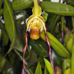 paph11024.jpg