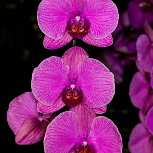 3phalpink1024.jpg