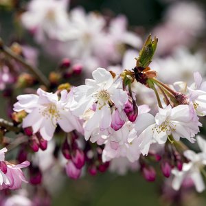 cherry11024.jpg