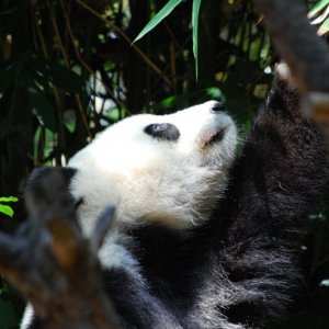 PandaPhoto2.jpg