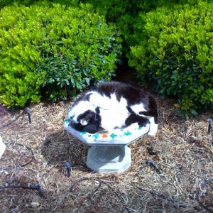 biggie sleeping in fountain2.jpg
