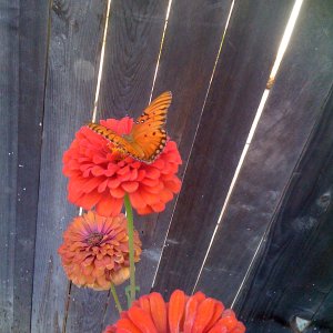IMG_0039.JPG