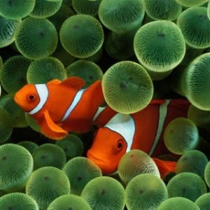 sealife001.jpg