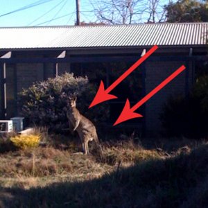 Kangaroo in Backyard copy.jpg