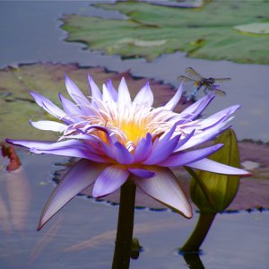 DSCF1277.jpg
