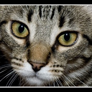 KittenEyes.jpg