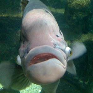 LondonAquarium.JPG