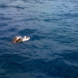IMG_0293.JPG
