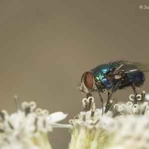Calliphoridae 02.jpg