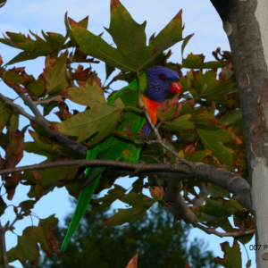 nature photo.png