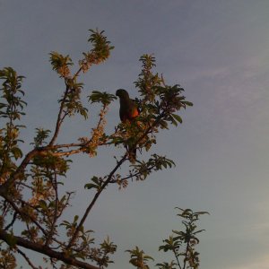 Parrot.JPG