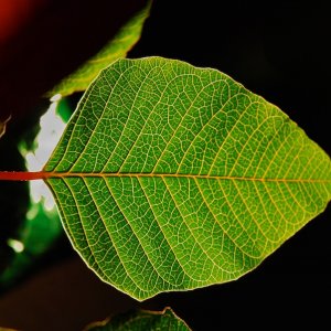 Leaf.jpg