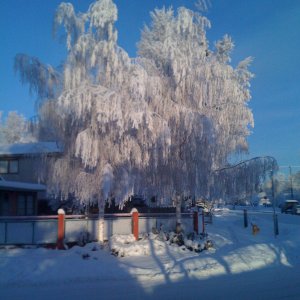 WinterTree.jpg