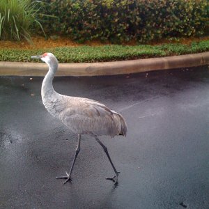 not a duck.jpg