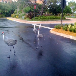 IMG_0285.JPG