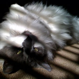 MeowMeow.jpg