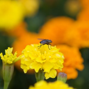 IMG_1284.jpg