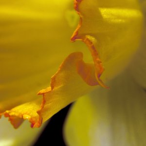 daff mp-e1a1280.jpg
