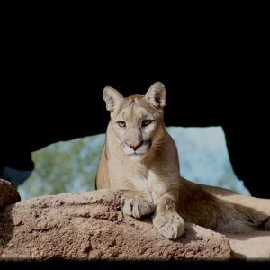 puma3e.jpg