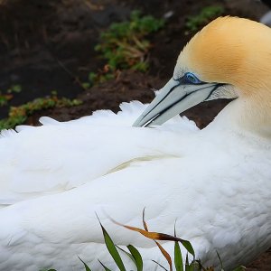 gannet3.jpg
